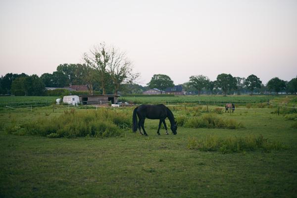 Summer evening