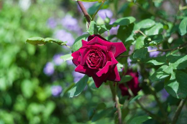 Swirly Garden